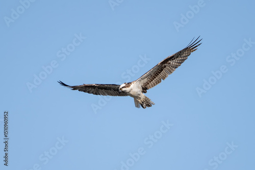 Wallpaper Mural Fierce Osprey bird has wings spread wide in flight while circling in search of prey to eat Torontodigital.ca