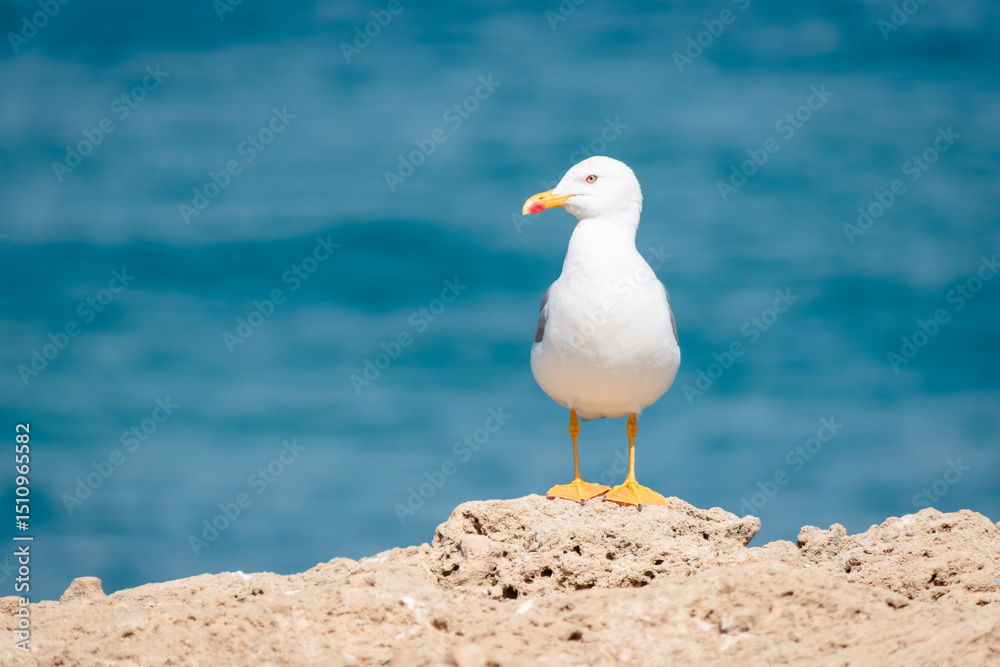 Obraz premium seagull on rock