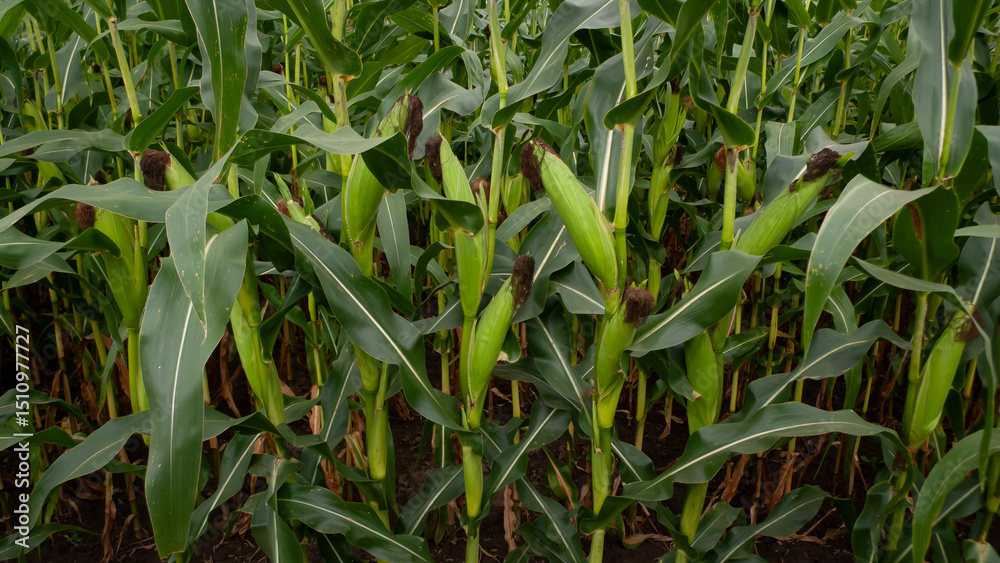 Fototapeta premium Corn growing in a field
