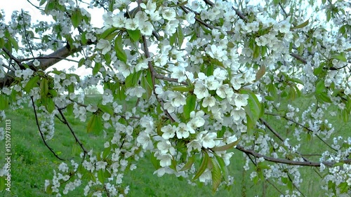 Branches of a cherry tree with white flowers. Cherry blossoms are swaying in the wind. Flowering trees in the spring city park. 