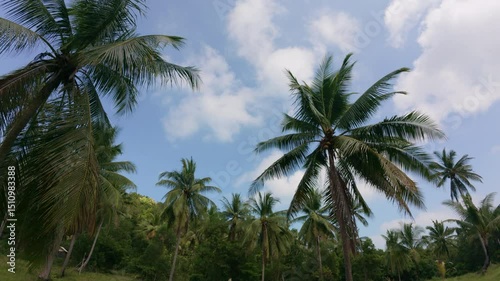 A peaceful scene of palm trees gently swaying under the clear blue sky in Phuket, capturing the essence of tropical beauty.