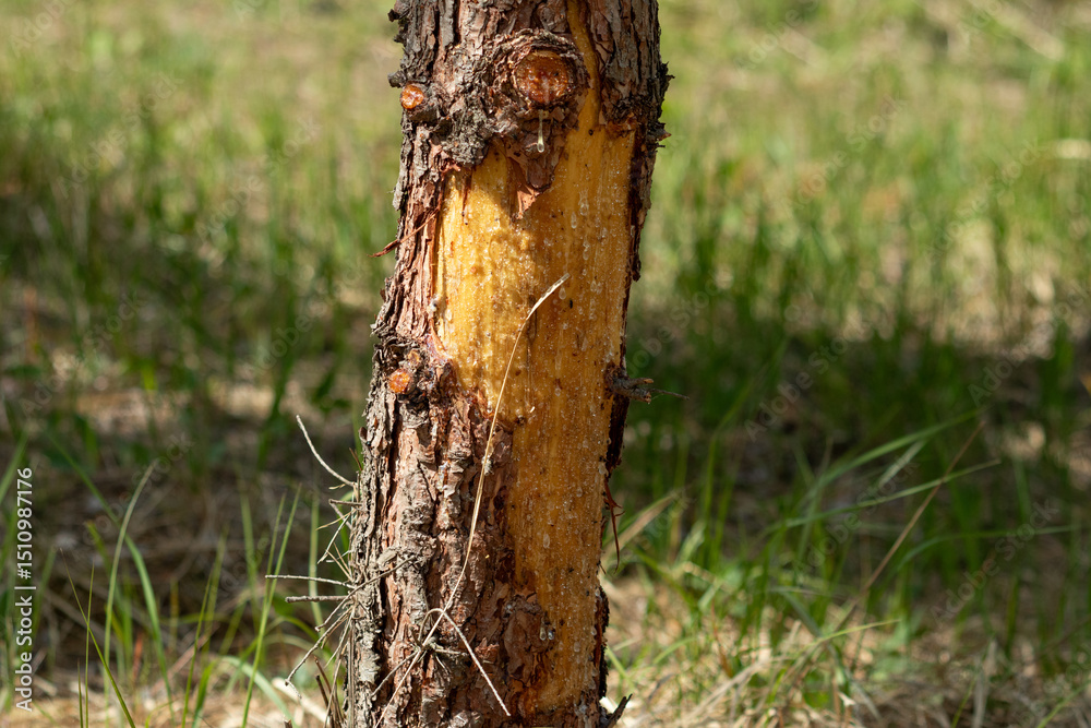 Fototapeta premium Exposed Tree Trunk with Resin – Stripped Bark in Natural Forest Environment