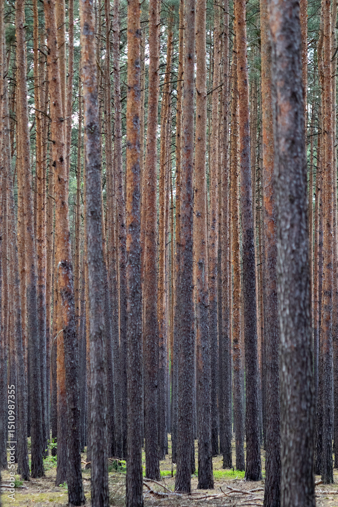 Fototapeta premium Deep Pine Forest with Tall Trees – Tranquil Woodland Landscape for Backgrounds and Design Use