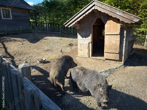 pigs