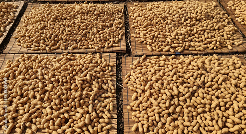 Fresh peanuts drying under warm sunlight on traditional wooden racks. Natural food processing in rustic farm setting. Concept: organic farming, sustainable agriculture, artisanal food production