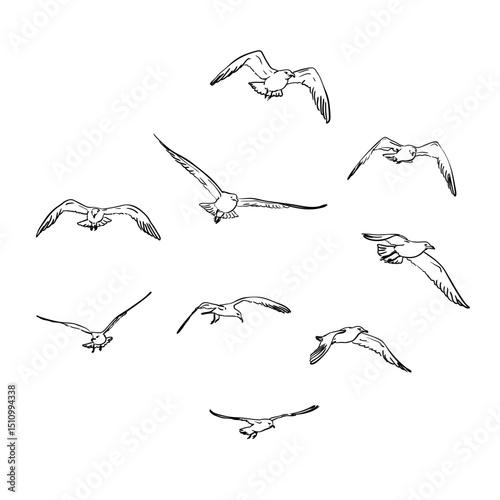 Minimalist vector illustration of seagulls in flight, viewed from side. Clean black line art on white background captures dynamic bird movement in simple elegant style