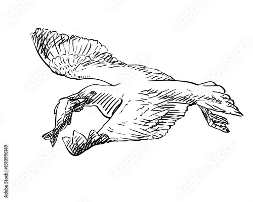Hand-drawn vector of a seagull in flight with fish in beak, with hatching shadows. Realistic side-top view with spread wings