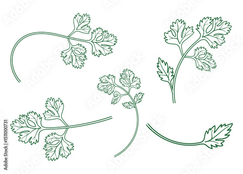 coriander green line style herb sprigs with detailed leaf shapes