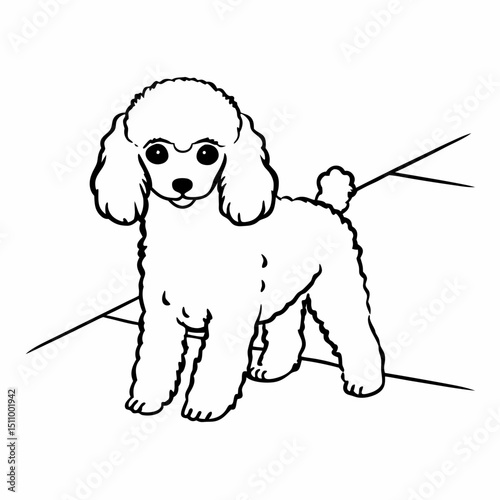 Cute toy poodle standing on a floor with simple geometric lines  