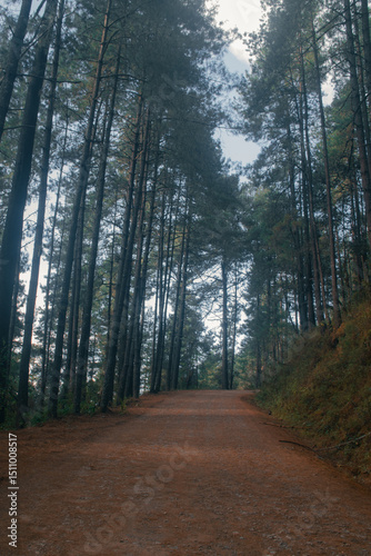 Dirt road in the middle of the forest