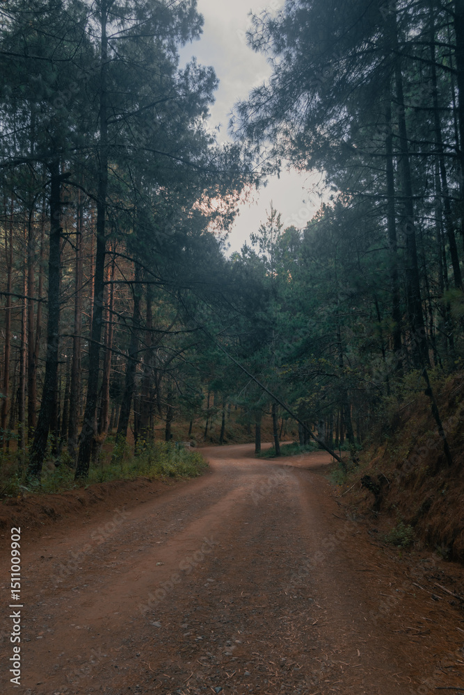 Obraz premium Dirt Path Leading Through a Pine Forest
