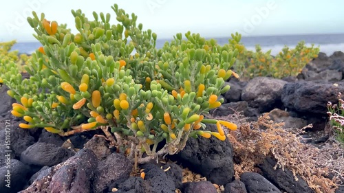 Tetraena fontanesii (Zygophyllum fontanesii) is a species of plant of the family Zygophyllaceae growing in Tenerife,Canary Islands,Spain,4K