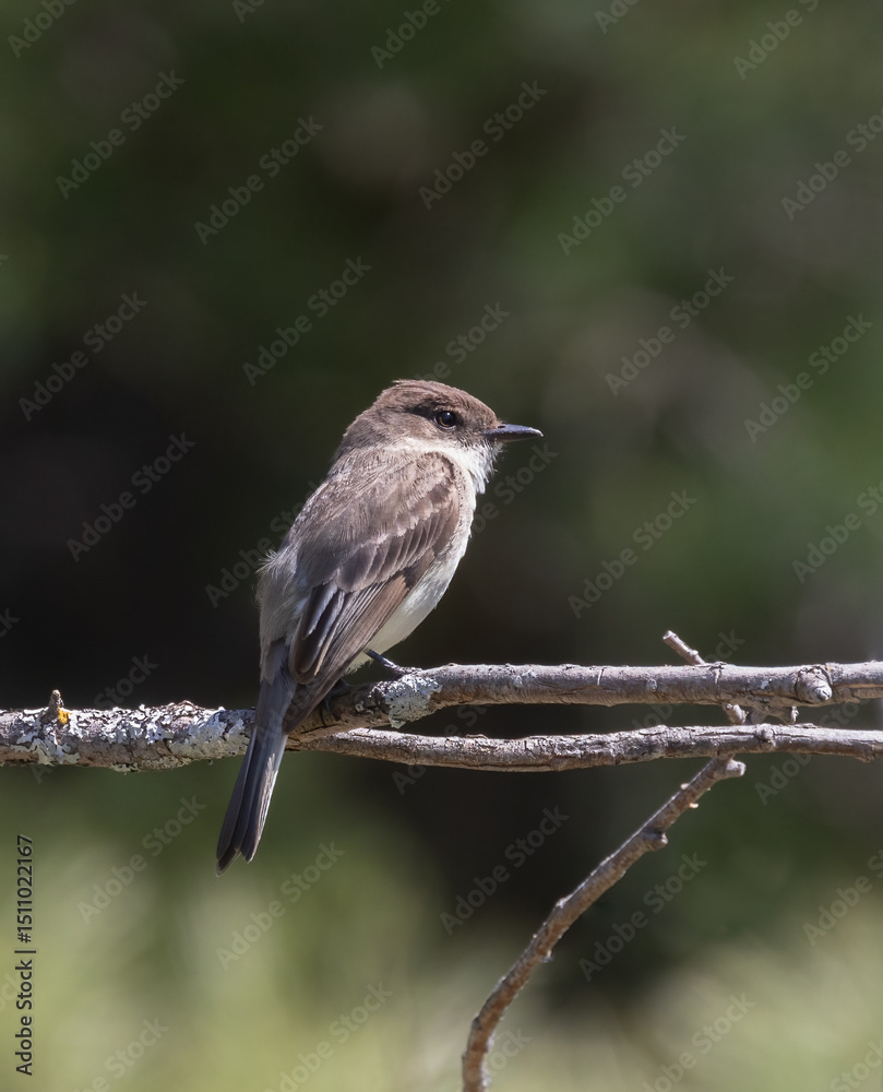Eastern Phoebe on a branch with dark forest Eastern Phoebe closeup on a branch with dark forest background in springtime in Algonquin Park
Eastern Phoebe on a branch with dark forest Eastern Phoebe closeup on a branch with dark forest background in springtime in Algonquin Park