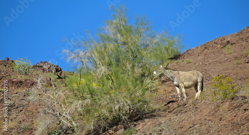 Εκτύπωση καμβά A wild burro on the hillside above the Colorado River feeding on the leafs of a