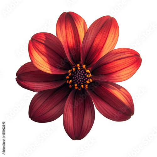 Red dahlia flower isolated on white background