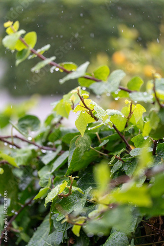 Close-Up of Green Leaves with Rain Droplets on a Rainy Day1