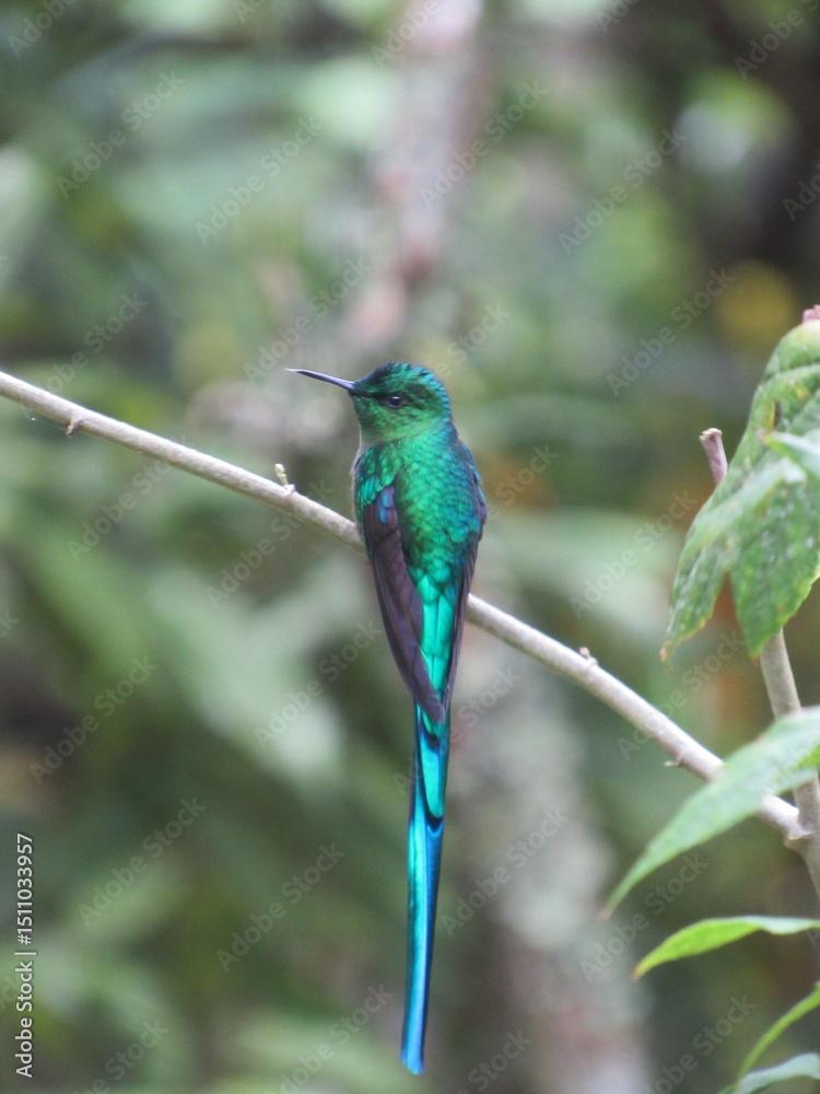 Fototapeta premium Comet hummingbird, Sappho sparganurus