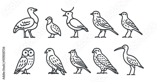 Line style icons of steppe and prairie birds: bustard, quail, lapwing, lark, pipit, short-eared owl, steppe eagle, skylark, kestrel, curlew.