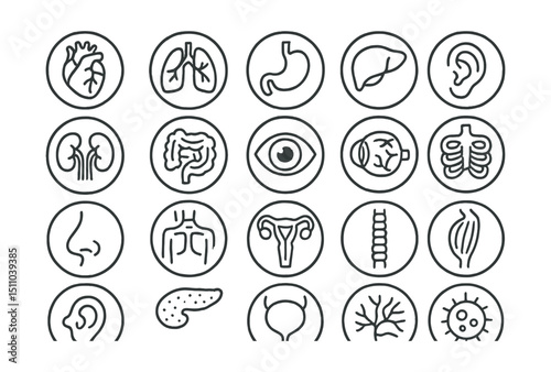 Line style icons of round body systems and anatomy: round heart icon, round lungs icon, round brain icon, round stomach icon, round liver icon, round kidney icon, round intestine icon, round bones