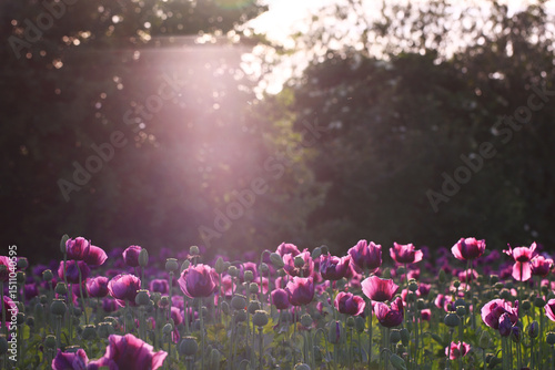 Field of purple poppy flowers and green seed pods at sunset with forest background. Outdoor nature photography. Flowering garden in spring. Spring bloom and seasonal botany concept. Easter celebration