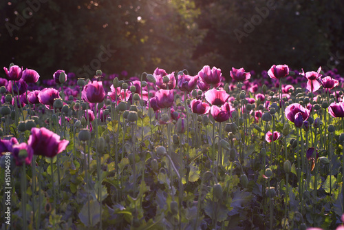 Field of purple poppy flowers and green seed pods at sunset with forest background. Outdoor nature photography. Flowering garden in spring. Spring bloom and seasonal botany concept. Easter celebration