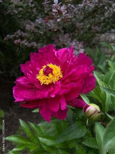 pink and yellow flowers
