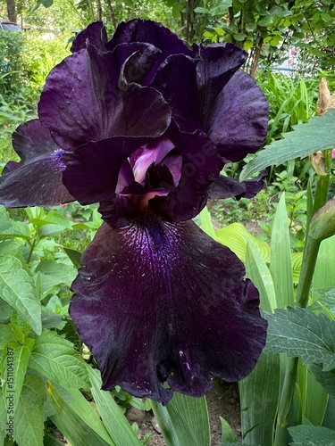 purple iris in the garden