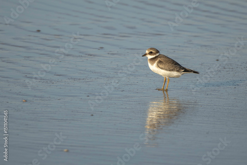 Sandregenpfeifer Jungvogel am Strand von Børsmose, Dänemar, im Herbst. Die Zugvögel sind gerade erst aus dem Norden angekommen und sind nun hungrig auf der Suche nach Futter am Strand. 