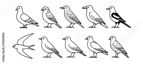 Line style icons of urban and city birds: pigeon, house sparrow, starling, crow, magpie, swift, swallow, blackbird, gull, kestrel.