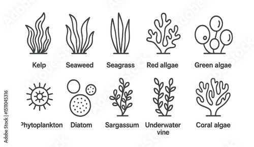 Line style icons of sea plants and algae: kelp, seaweed, seagrass, red algae, green algae, phytoplankton, diatom bloom, sargassum, underwater vine, coral algae.