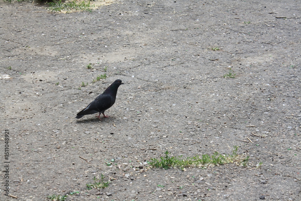 Fototapeta premium Single Pigeon Bird Walking on Ground Transparent Background PNG Image PNG File