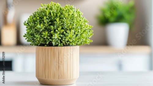 Green Plant in Bamboo Pot, Indoor Decor