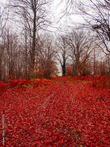 Yenice Forests are located in the northwest of Turkey.