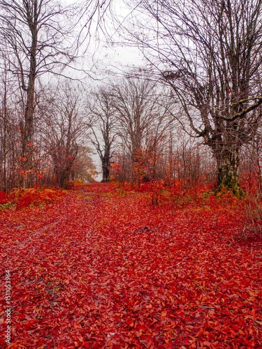 Yenice Forests are located in the northwest of Turkey.