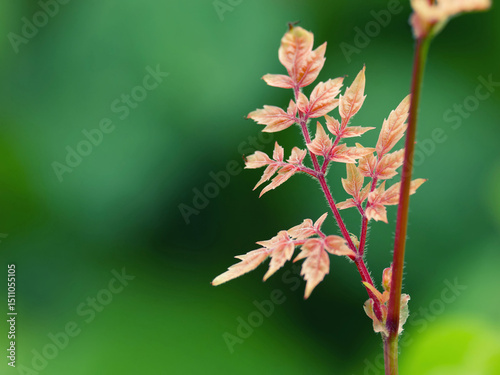 red flower, purple flower, lavandula, red leaves, yellow flower, pink flower, blue flower