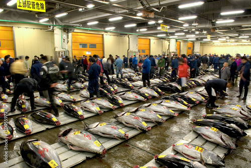 Tuna auction in the former fish market of Tsukiji, Tokyo, Japan