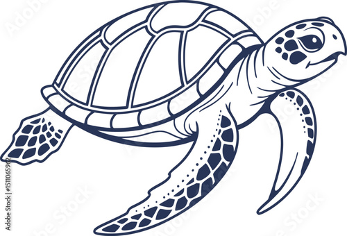 vector illustration of turtle