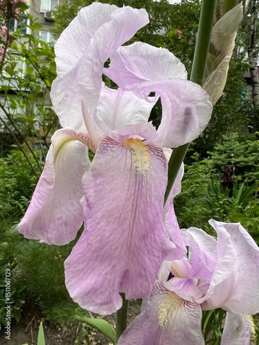 pink iris in the garden