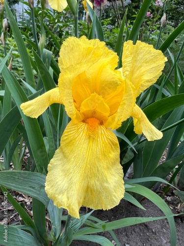 yellow iris in the garden
