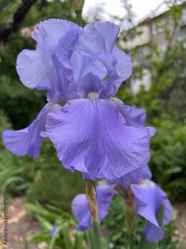 violet flower in the garden
