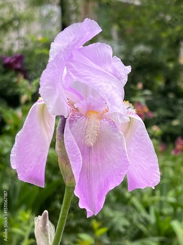 pink and purple