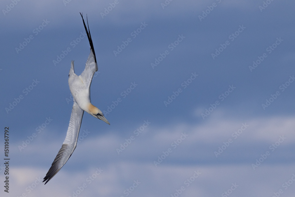 Obraz premium Gannet in Flight