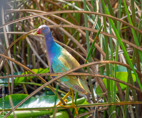 Closeup of a purple gallinule (Prophyrio Martinicus), Birdwatching in the Everglades National Park, Florida, USA photo