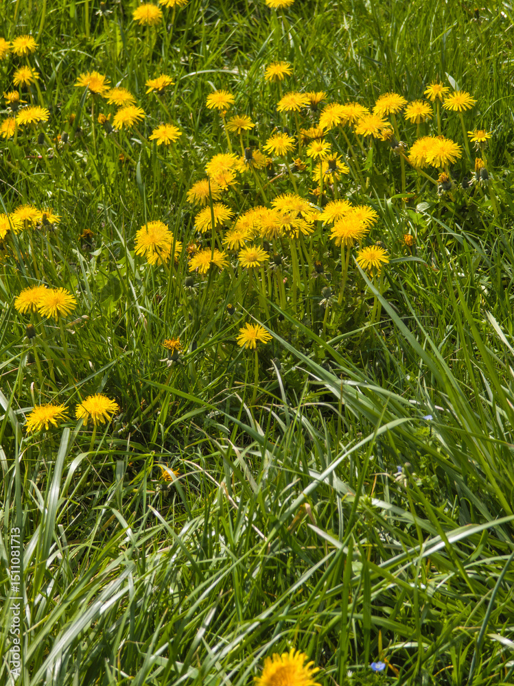 Fototapeta premium Landscape of South Park in city of Sofia, Bulgaria