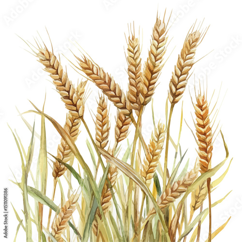 Wheat Field, watercolor clipart vector, high quality, isolated on a white background.