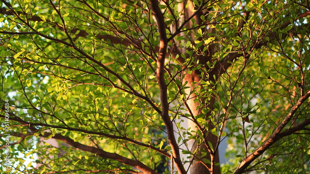 Obraz premium Sunlight Filtering Through Lush Green Tree Branches