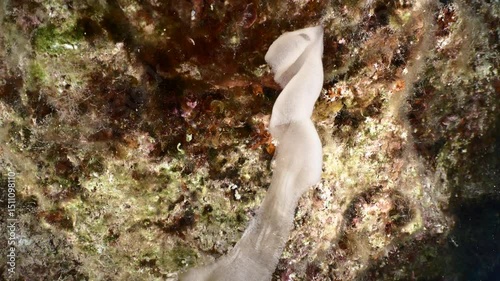 nudybranch eggs attached to a stone underwater photo