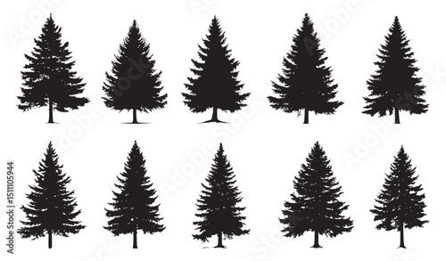 Douglas Fir tree set silhouette. Vector illustration