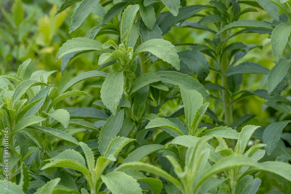 Stevia rebaudiana, auch Süßkraut Stevia rebaudiana, auch Süßkraut