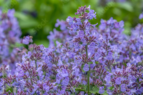 Katzenminze (Nepeta)